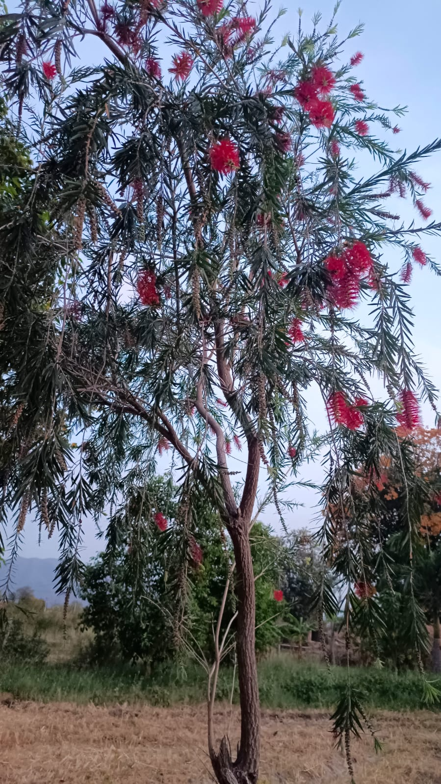 Callistemon citrinus (Red Cluster Bottlebrush) (alternate view 4)