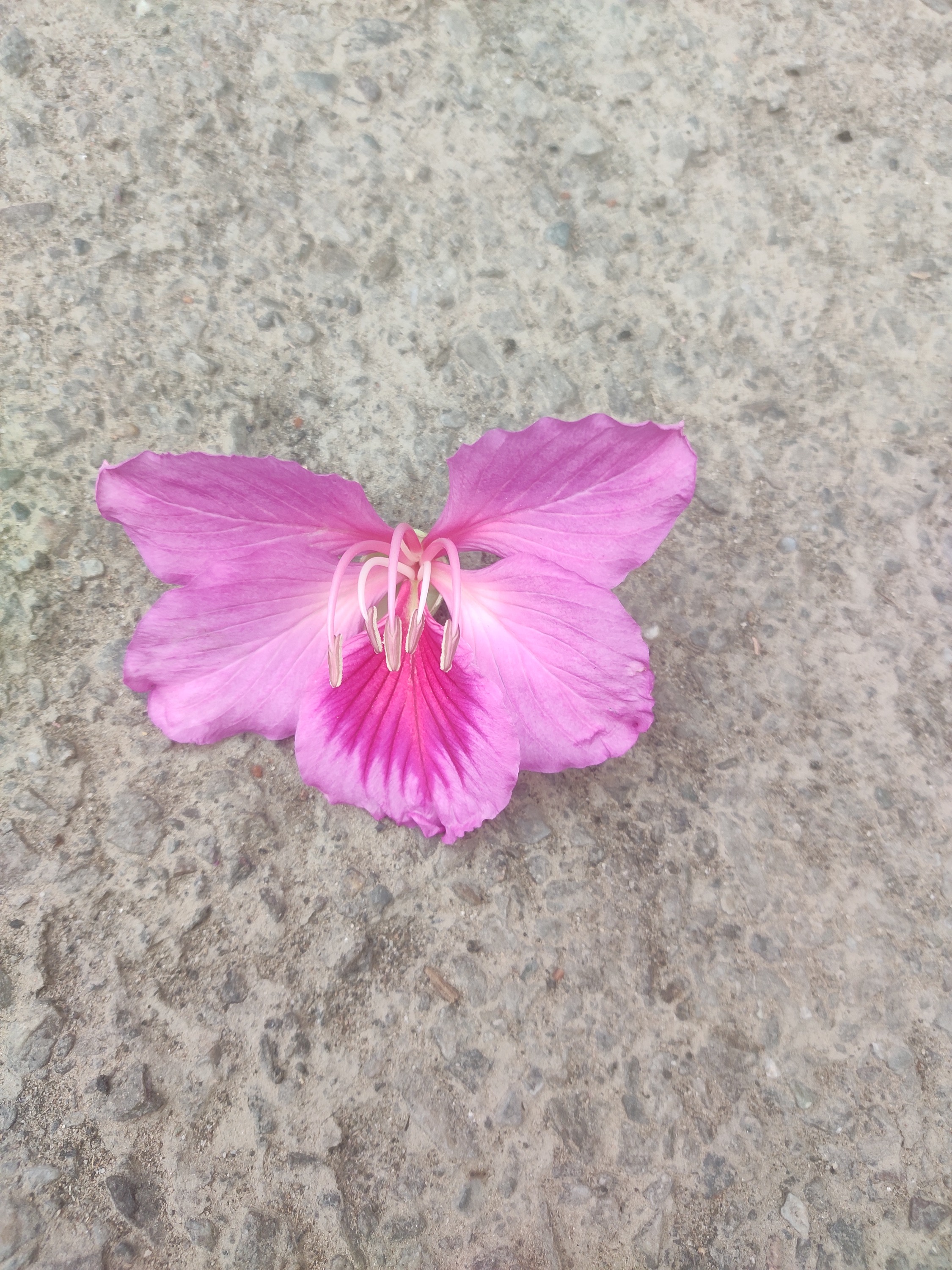 Bauhinia blakeana (Hong Kong Orchid Tree)