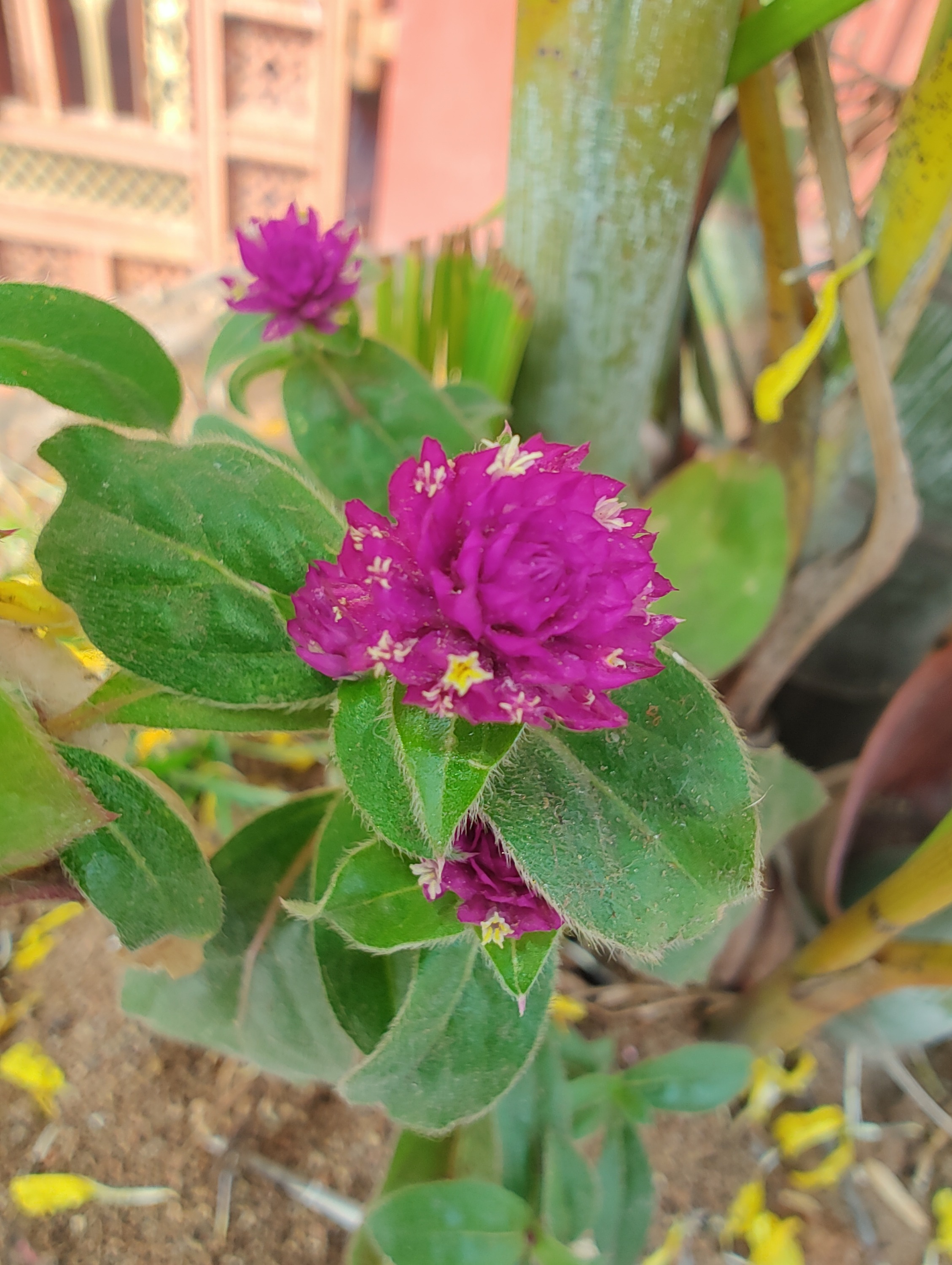 Gomphrena globosa (Globe Amaranth) (alternate view 10)