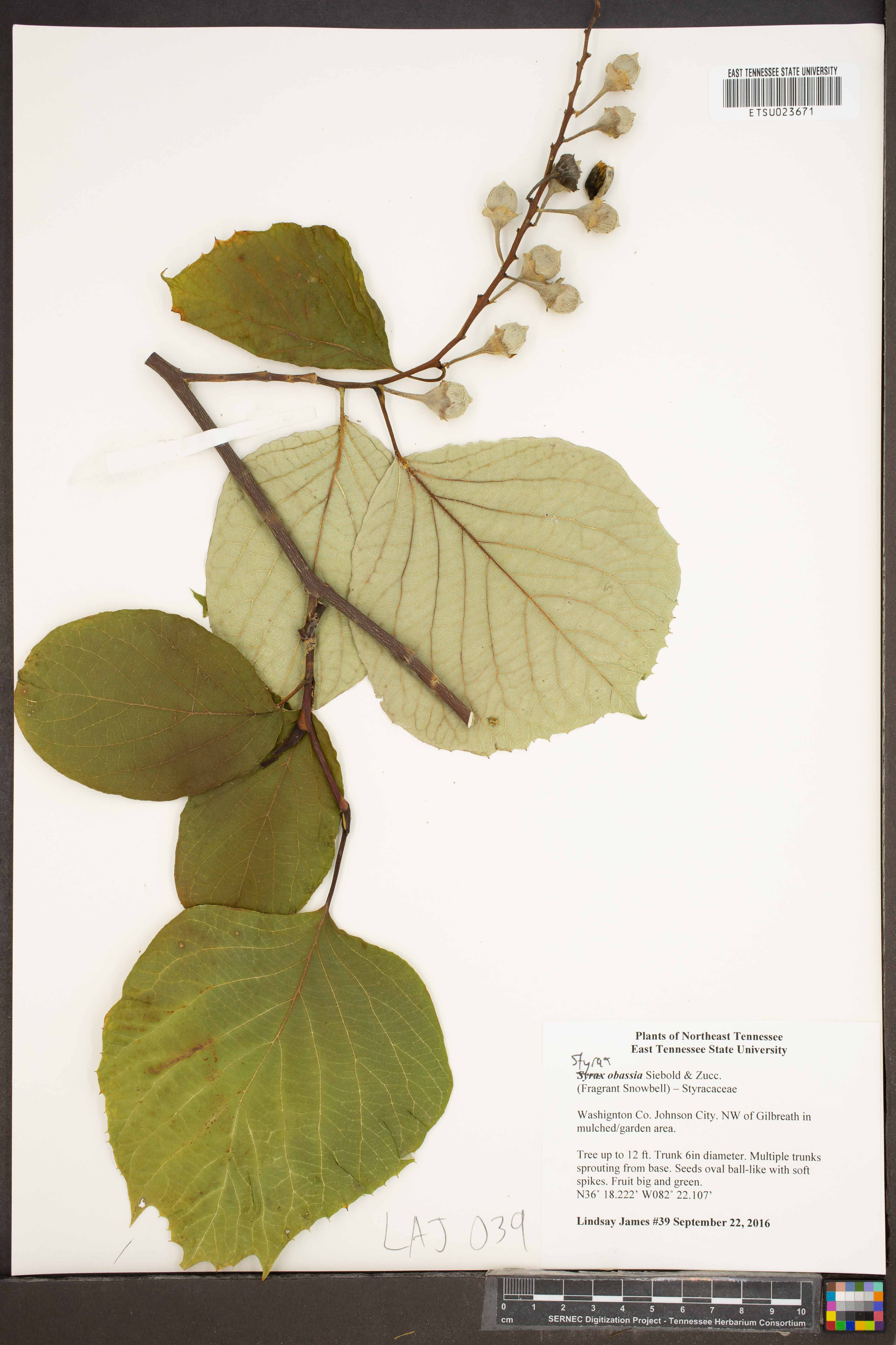 Styrax obassia (fragrant snowbell) (alternate view 12)
