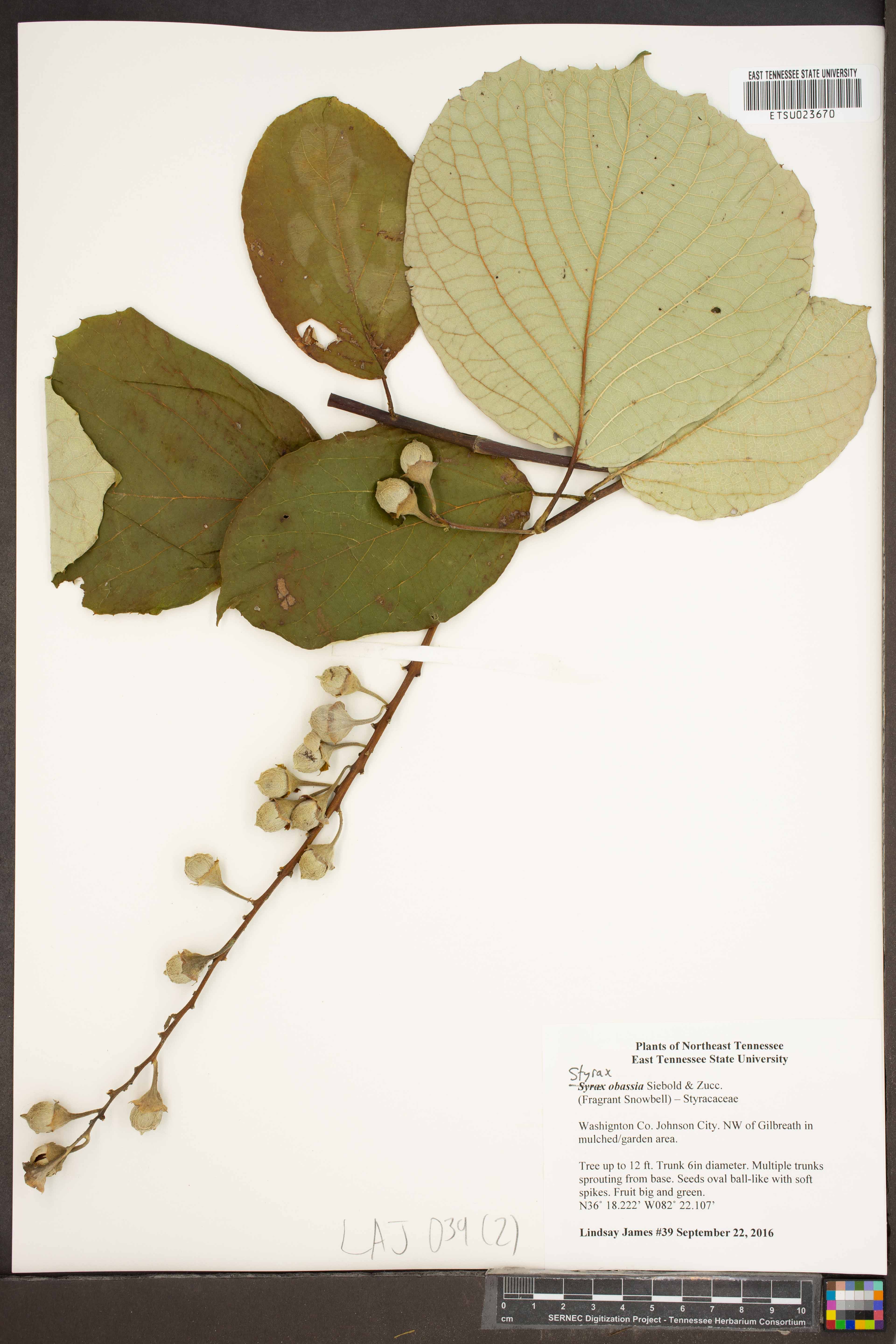 Styrax obassia (fragrant snowbell) (alternate view 13)