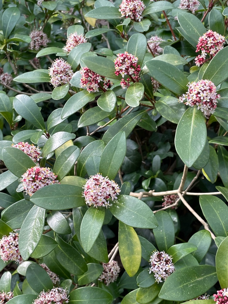 Skimmia japonica (Japanese skimmia) (alternate view 13)