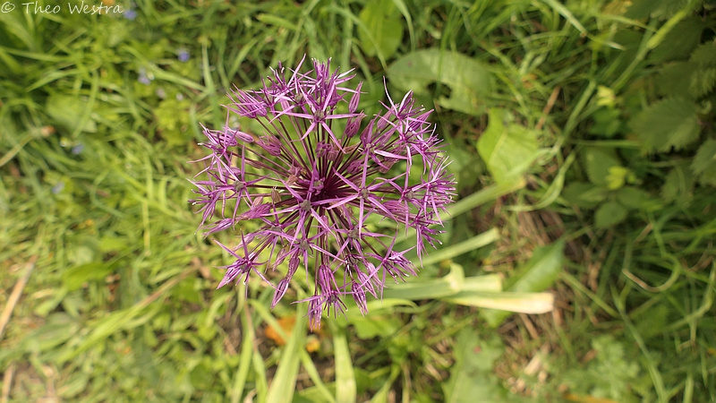 Allium cristophii (Star of Persia) (alternate view 13)