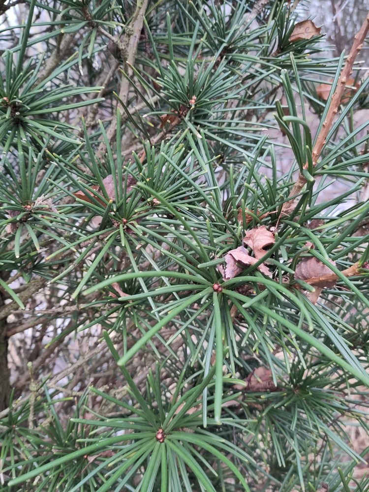 Sciadopitys verticillata (Japanese umbrella pine)