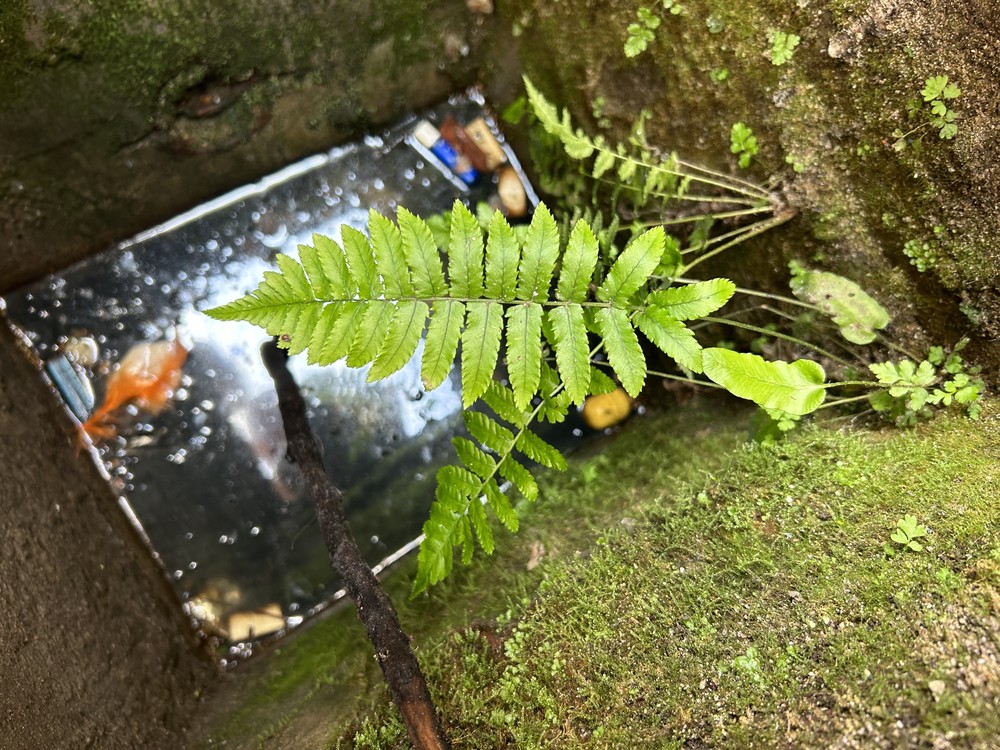 Dryopteris cycadina (Shaggy Wood Fern) (alternate view 11)