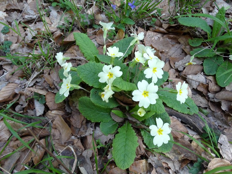 Primula acaulis (stemless primrose) (alternate view 3)
