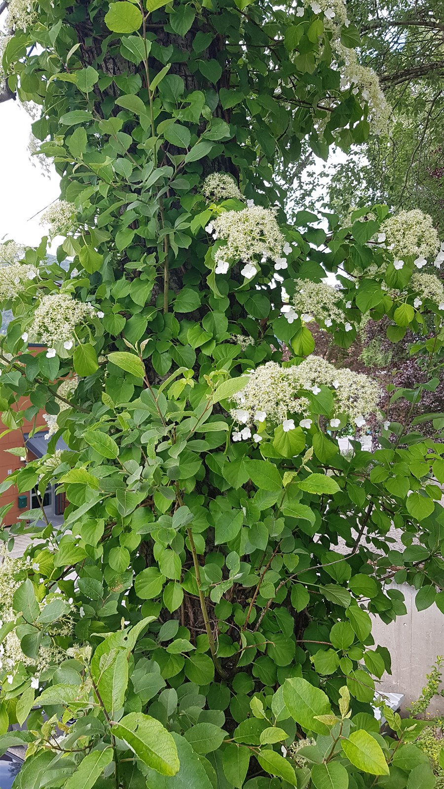 Hydrangea petiolaris (climbing hydrangea) (alternate view 7)
