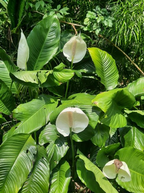 Spathiphyllum (peace lillies) (alternate view 2)