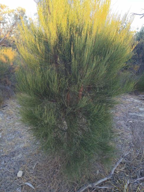 Allocasuarina humilis (dwarf sheoak) (alternate view 12)