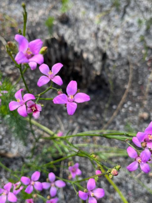 Boronia spathulata (alternate view 2)