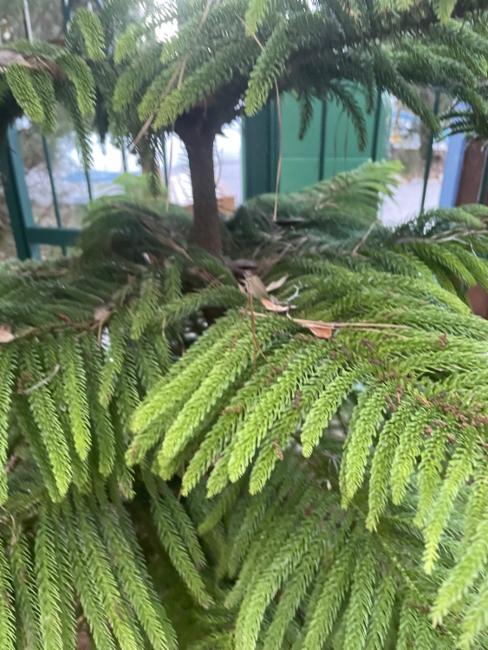 Araucaria heterophylla (Norfolk Island Pine) (alternate view 9)