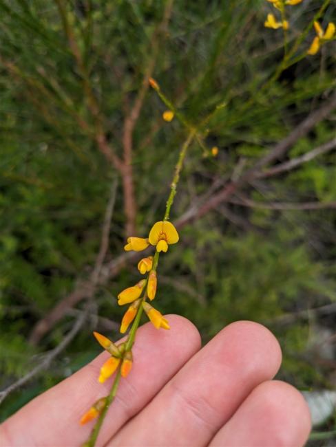 Viminaria juncea (native broom) (alternate view 11)