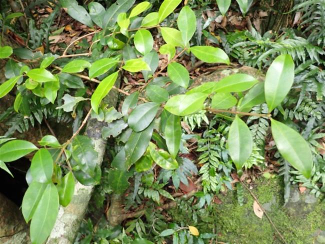 Syzygium australe (scrub cherry) (alternate view 13)