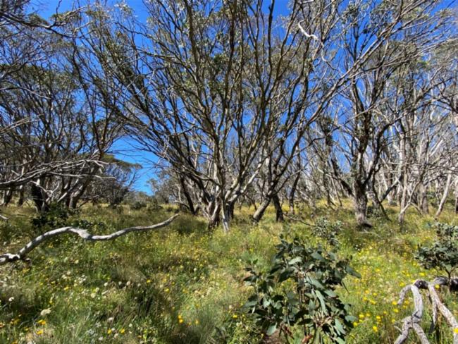 Eucalyptus pauciflora ssp. debeuzevillei (Jounama Snow Gum) (alternate view 6)