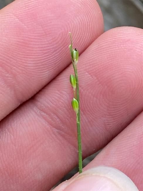 Entolasia stricta (Wiry Panic) (alternate view 12)