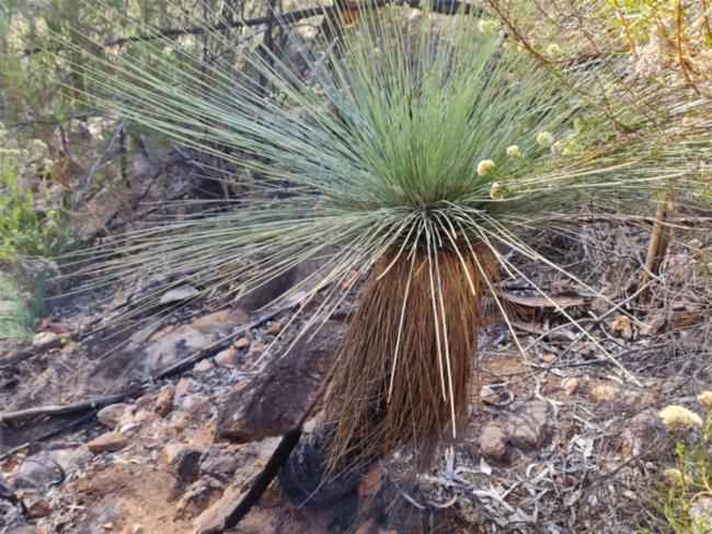 Xanthorrhoea quadrangulata (Yacka) (alternate view 11)