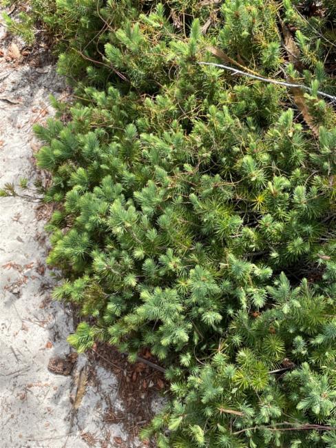 Stenanthera pinifolia (pine heath) (alternate view 6)