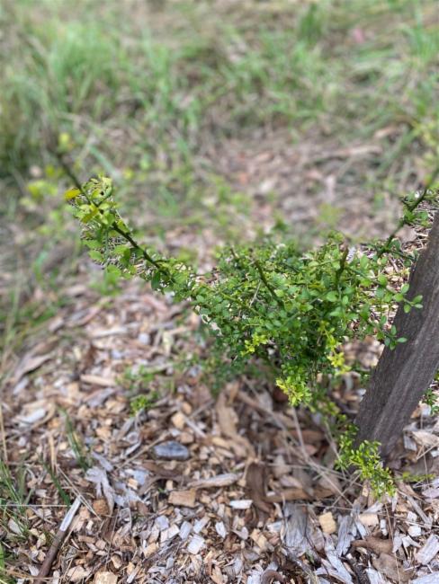 Citrus australasica (Finger Lime) (alternate view 11)