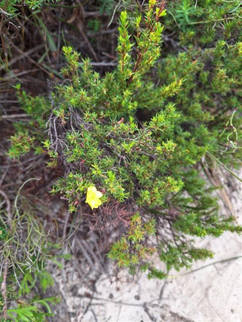 Hibbertia riparia (Erect Guinea-flower) (alternate view 11)