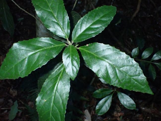 Claoxylon australe (Brittlewood) (alternate view 10)