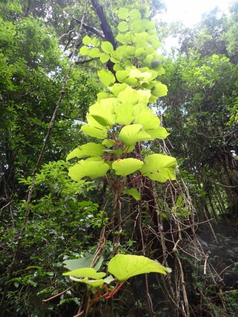 Actinidia deliciosa (kiwi)