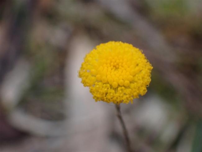 Leptorhynchos tenuifolius (Wiry Buttons) (alternate view 8)