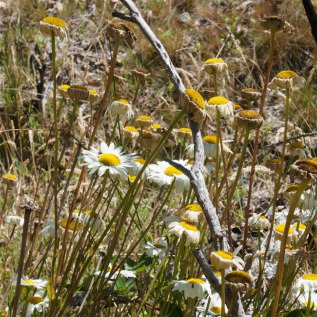 Leucanthemum x superbum (Shasta daisy) (alternate view 10)