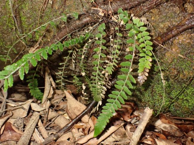 Doodia caudata (Small Rasp Fern) (alternate view 13)