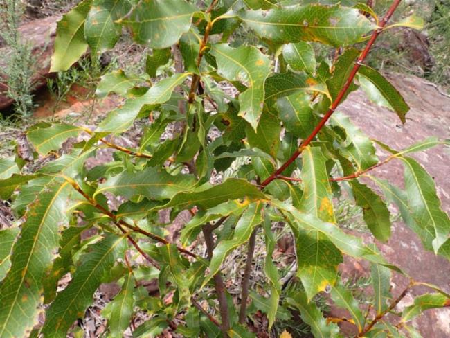 Xylomelum pyriforme (Woody Pear) (alternate view 11)