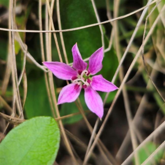 Schelhammera undulata (lilac lily) (alternate view 10)