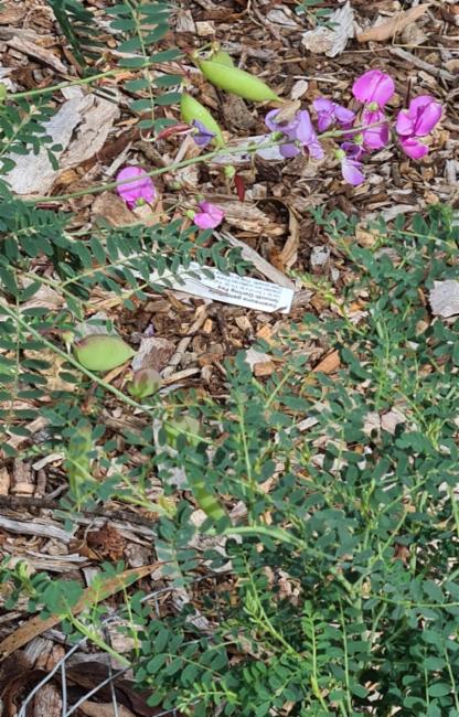 Swainsona galegifolia (Smooth Darling Pea) (alternate view 10)