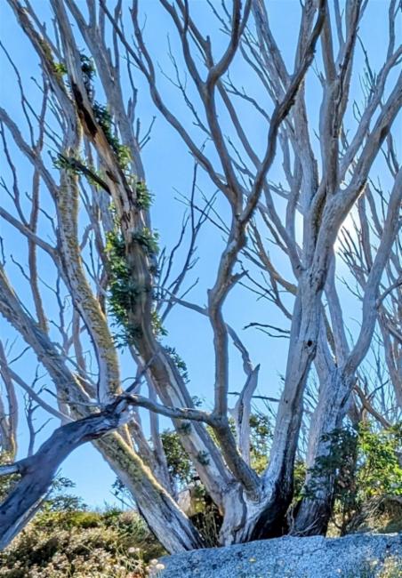 Eucalyptus pauciflora ssp. niphophila (Alpine Snow Gum) (alternate view 6)