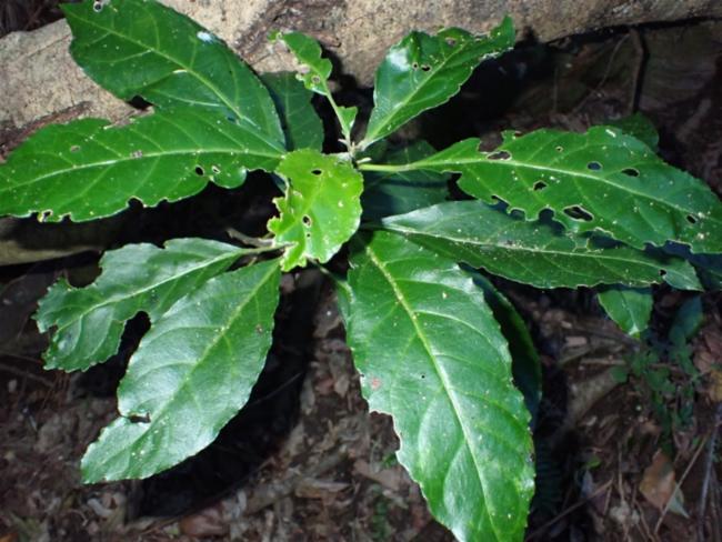 Claoxylon australe (Brittlewood) (alternate view 9)