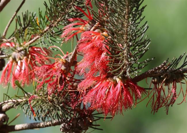 Calothamnus