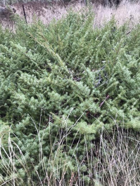 Juniperus conferta (shore juniper) (alternate view 6)
