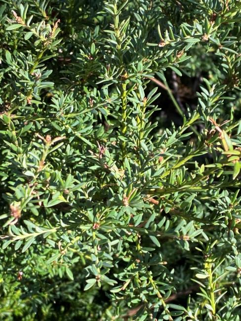 Podocarpus lawrencei (Mountain Plum Pine)