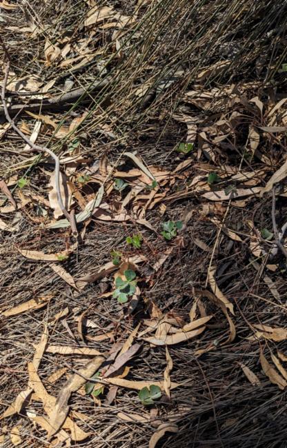 Marsilea drummondii (Common Nardoo) (alternate view 10)