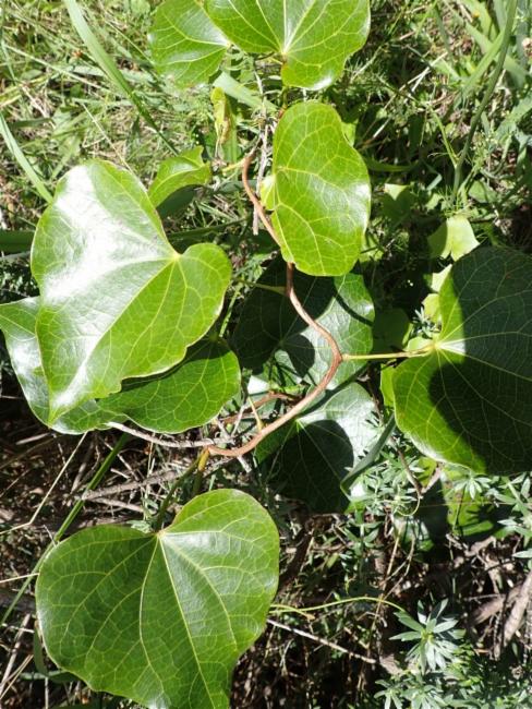 Sarcopetalum harveyanum (pearl vine) (alternate view 15)