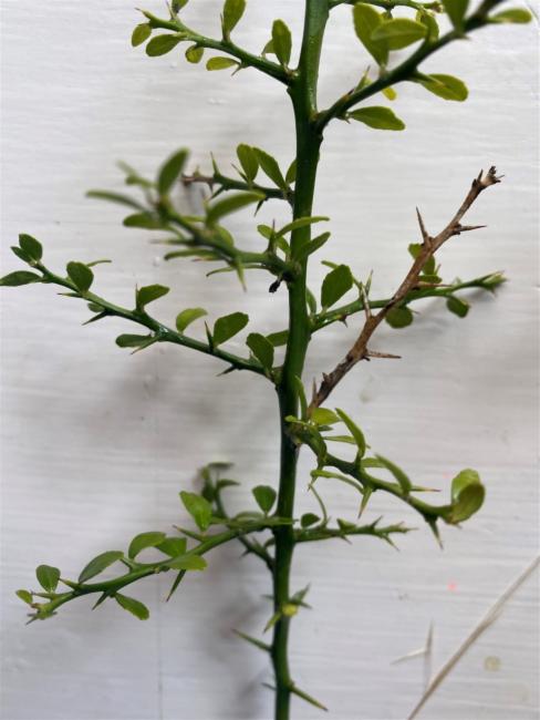 Citrus australasica (Finger Lime) (alternate view 9)