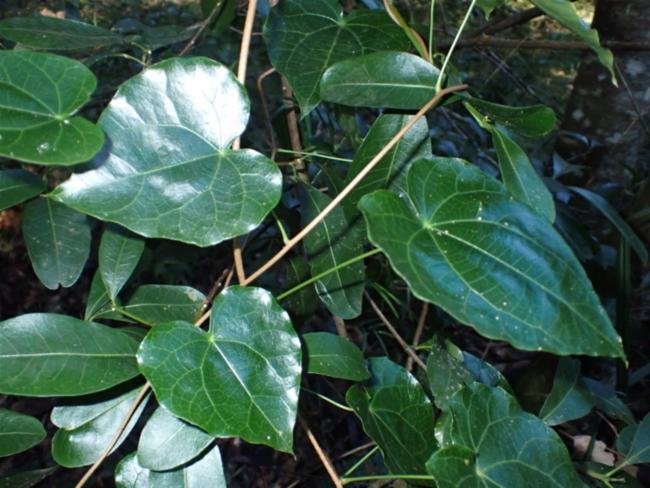 Sarcopetalum harveyanum (pearl vine) (alternate view 14)