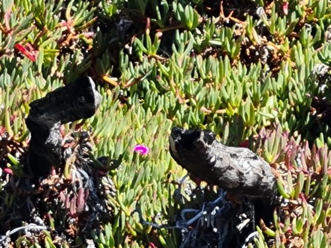 Carpobrotus rossii (Australian Pig Face) (alternate view 11)