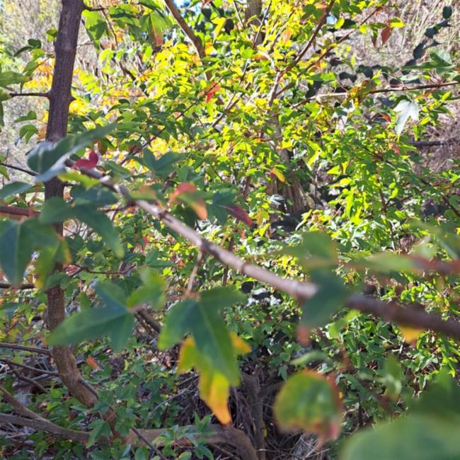 Acer buergerianum (Trident Maple) (alternate view 13)