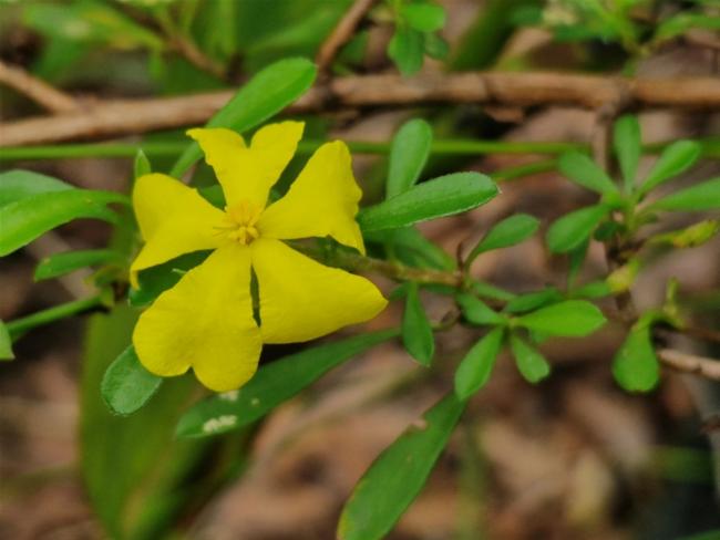 Hibbertia linearis (Showy Guinea Flower) (alternate view 9)