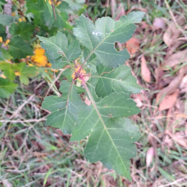 Crataegus phaenopyrum (Washington thorn) (alternate view 4)