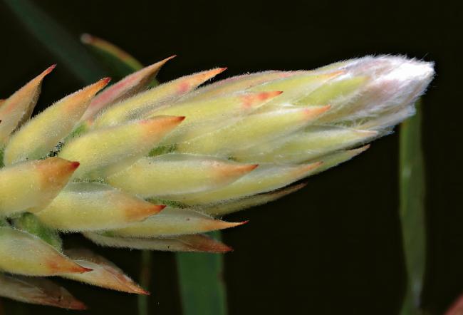 Melaleuca fulgens (alternate view 3)