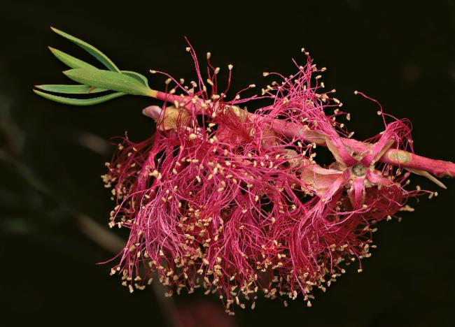 Melaleuca fulgens (alternate view 5)