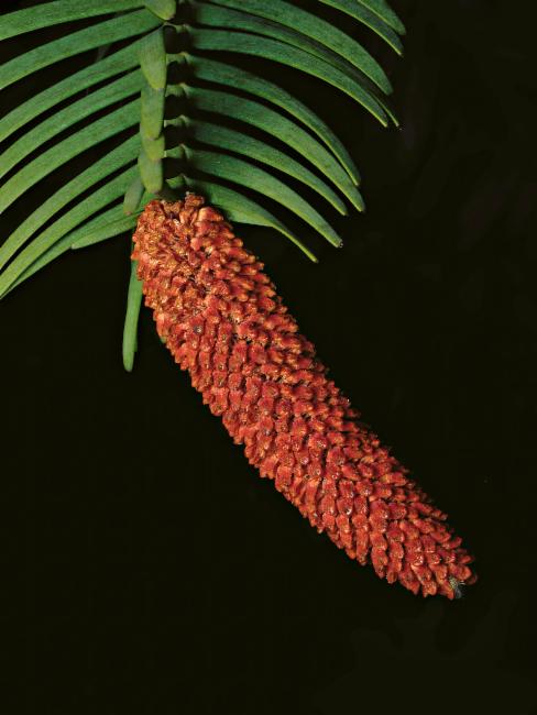 Wollemia