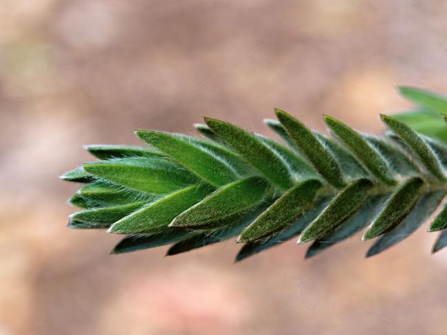 Melaleuca velutina (alternate view 3)