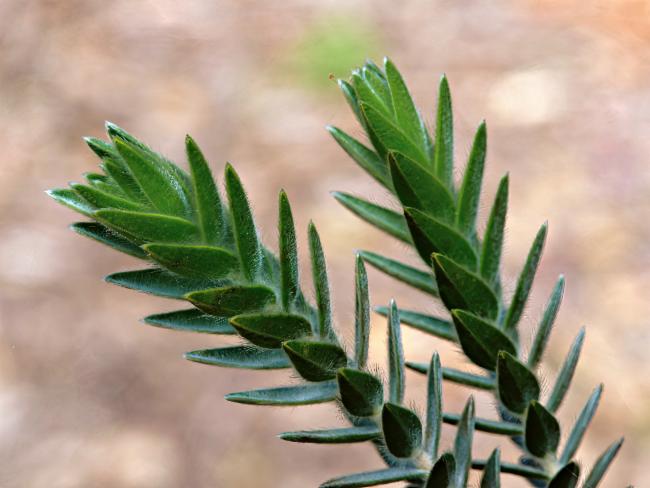 Melaleuca velutina (alternate view 2)