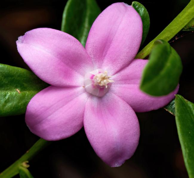 Crowea saligna (willow-leaved crowea) (alternate view 9)